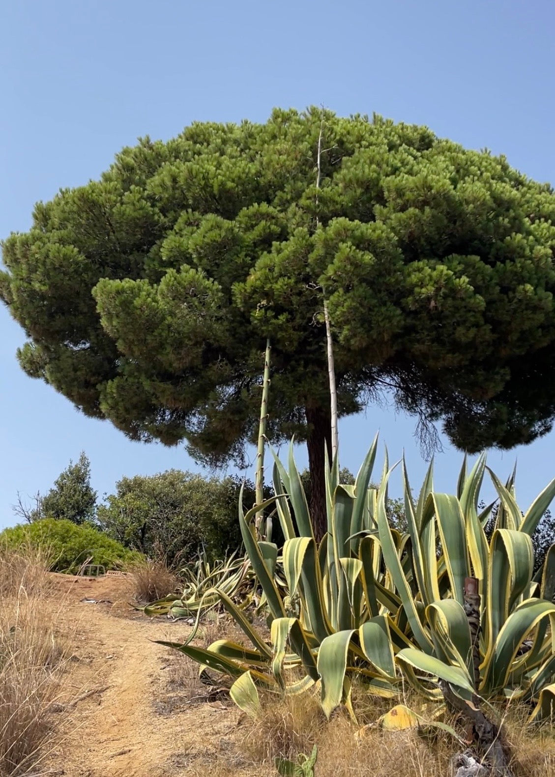 EP.25 — 200-Year-Old Tree, Costa Brava